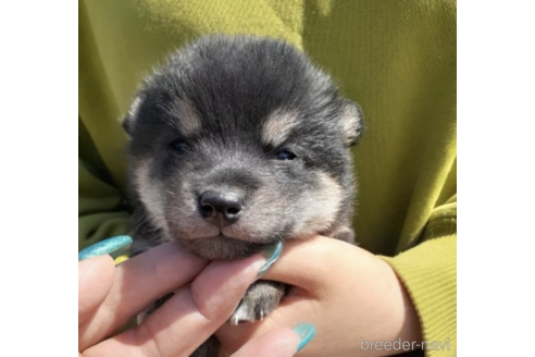 成約済の富山県の柴犬-236400の3枚目